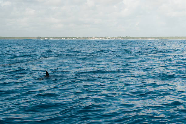 Dolphin fin emerging from blue water near zanzibar coastline
