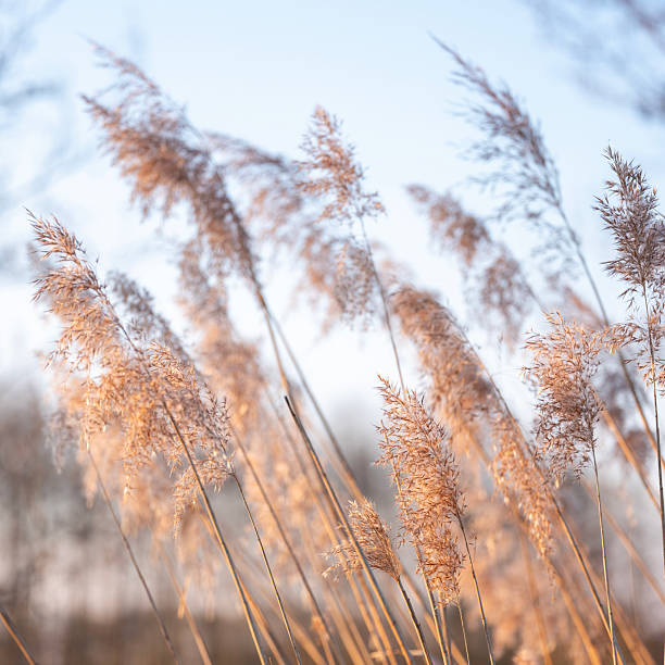 istock reed plumes or cane plumes at sunset 2207327671