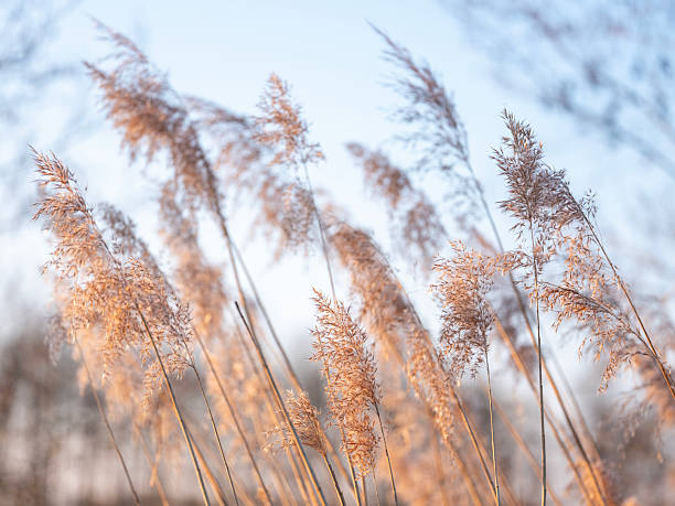istock reed plumes or cane plumes at sunset 2207327676