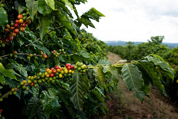 Safra Mundial de Café 2025 deve crescer 2,5%. Avanço da colheita e maior produção reduzem os preços. Safra Mundial de Café 2025 deve crescer 2,5%. Avanço da colheita e maior produção reduzem os preços.