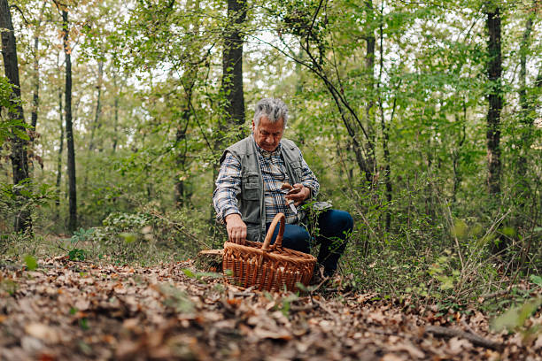 istock Senior man picking mushrooms in forest with wicker basket 2207330296