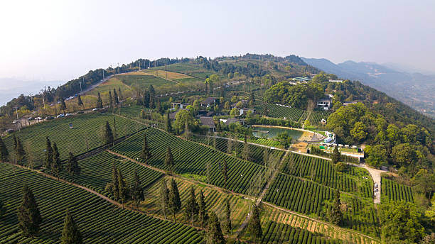 istock The tea pickers in the spring tea garden 2207330695