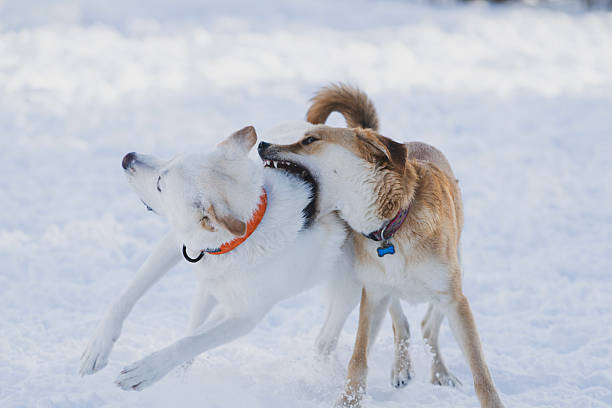 istock Playful winter dogs. 2207331307
