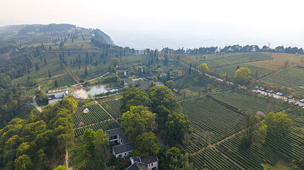 istock The tea pickers in the spring tea garden 2207331473