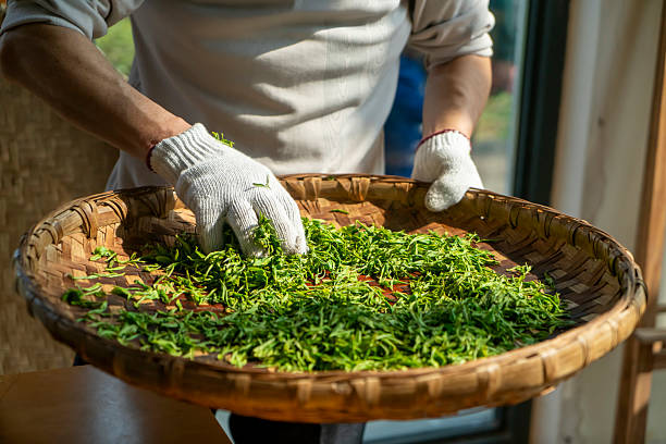 Tea farmers are screening freshly picked tea leaves
