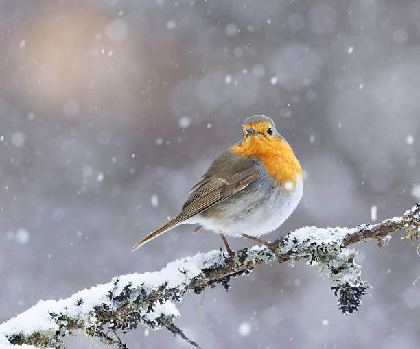 istock European robin (erithacus rubecula) in snowfall sitting on a branch in early spring. 2207333583