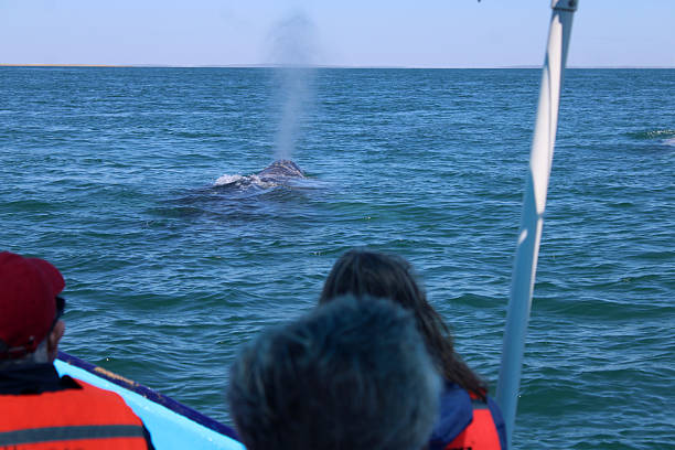 istock Gray whales in Baja, Mexico 2207335431