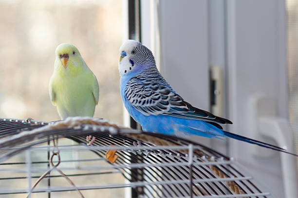 istock Two domestic wavy parrots sit on the cage 2207335997