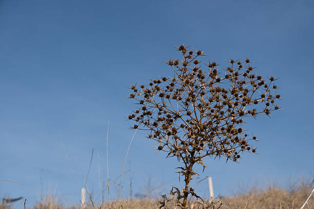 Dry Thistle thorn plants in a summer fieldDry Thistle thorn plants in a summer field