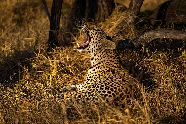 Male leopard lies yawning in thick grass
