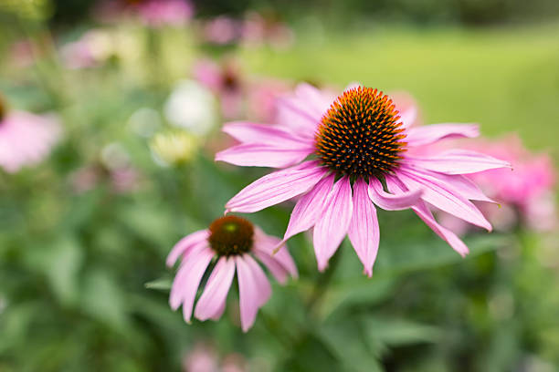 Close-up of Purple Coneflower (Echinacea purpurea) in full bloom. \nShot with Canon R5