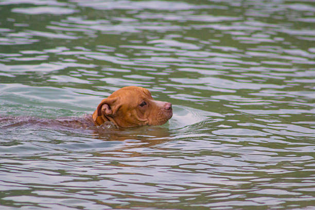 Brown Pit Bull Swimming in a Lake