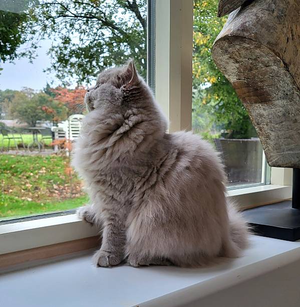 British longhair gazing through window
