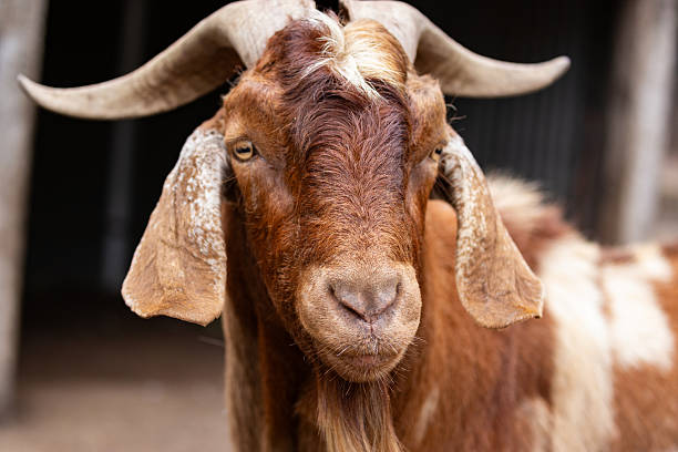 istock A rich brown goat with a distinctive white stripe down its face and curly horns eagerly awaiting being fed 2207342000