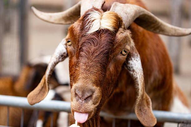 A beautiful brown goat with a striking white stripe down its face stretches forward, its curled horns framing its head