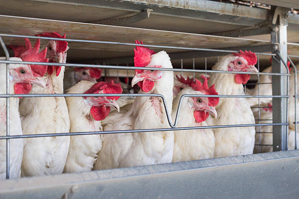 istock Breeding chickens on a poultry farm for chicken meat, close-up 2207342660