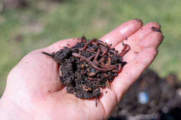 istock A farmer's hands holding worms with organic fertilizer. 2207343337