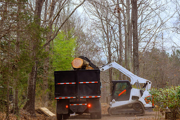 istock Heavy machinery loading logs onto a truck in a forested area during a cloudy day 2207343391