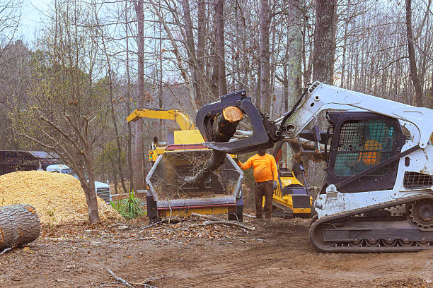 istock Heavy machinery operators engaged in tree removal and wood processing in a forested area 2207343403