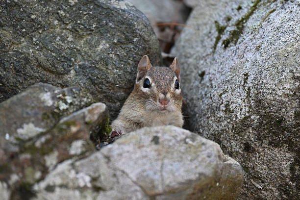 Free Stock Photo of Chipmunk in the forest | Download Free Images and ...