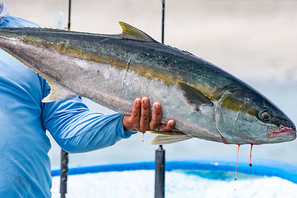istock Fresh just caught amberjack or yellowtail Seriola quinqueradiata in cortez sea, baja california sur mexico 2207345513