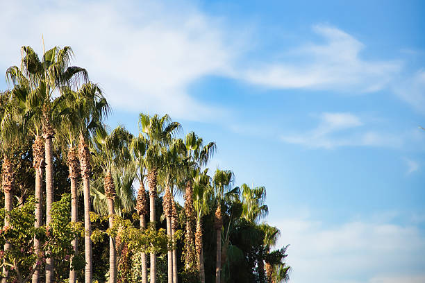 istock Palm Forest with Clear Sky and Sunny Day 2207348483