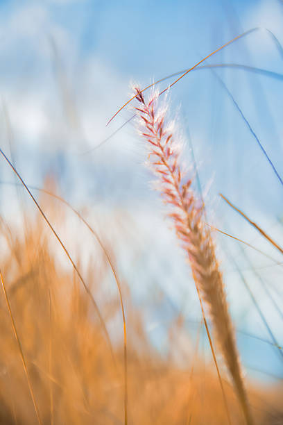 A close-up, blurry image featuring a small area of focus on large grass leaves, with a warm, orange-hued grass contrasting against a clear sky at sunset. The soft, blurred edges create a dreamy atmosphere, making this image an ideal background for design projects, offering a serene and natural vibe. Perfect for conveying peaceful, tranquil moments in nature.