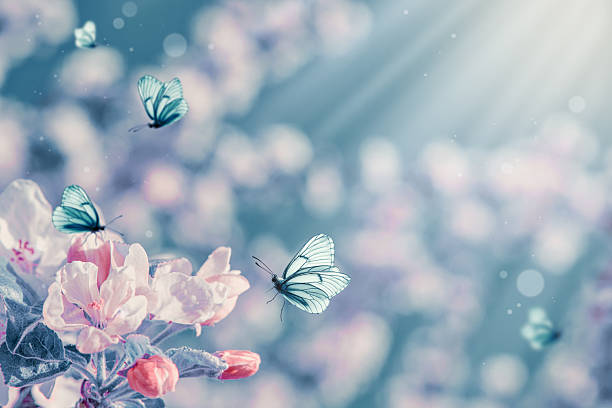 istock Floral spring nature abstract background with blossoming apple trees and fluttering butterflies on blue sky background. Dreamy gentle air artistic image. For Easter and spring cards with copy space. 2207348551