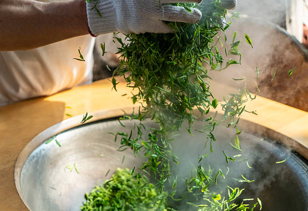 Traditional Chinese tea making techniques involve workers stir frying freshly picked green tea in iron pots