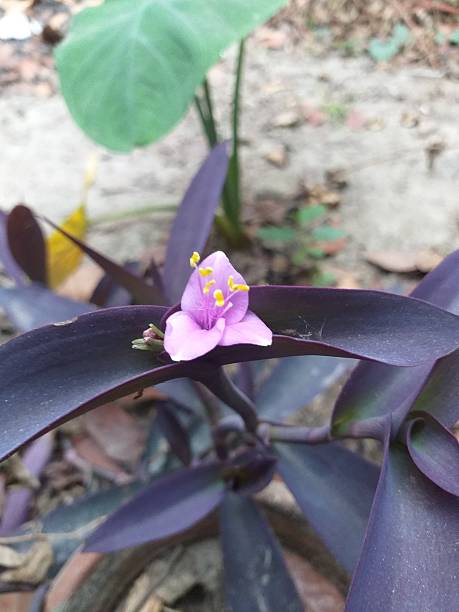 istock Purple Heart Plant 2207349015