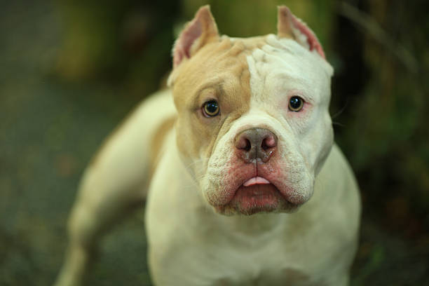istock smart and cute pitbull in garden nature, dog 2207354898