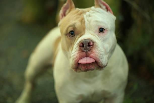 istock smart and cute pitbull in garden nature, dog 2207354899