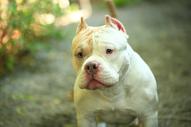 smart and cute pitbull in garden nature, dog