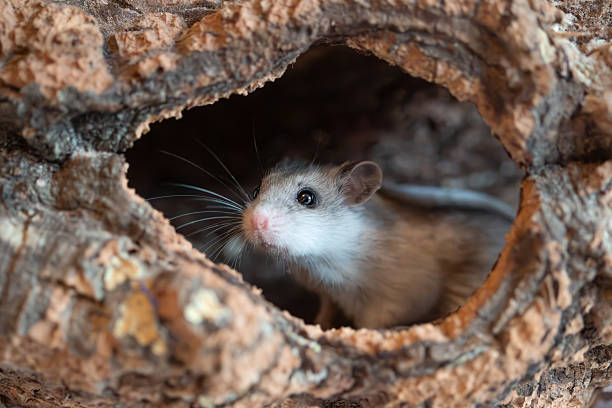 istock The Chinese striped hamster (Cricetulus barabensis) - pet dwarf hamster 2207357362