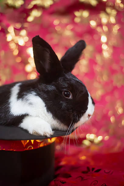 istock Black and white dutch rabbit inside a magician top hat, red and gold background 2207357374