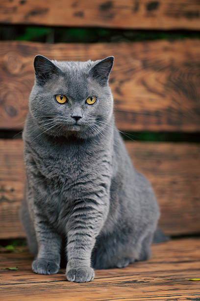 istock British short hair crossbred cat outside, sitting on a bench 2207357450