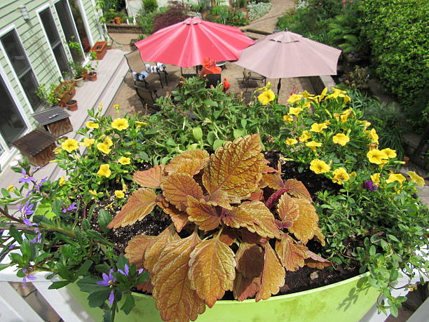 istock Blooming flowers in rail planters 2207358249