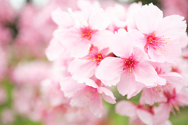 Pink Sakura Cherry Blossoms Blooming on the Branches