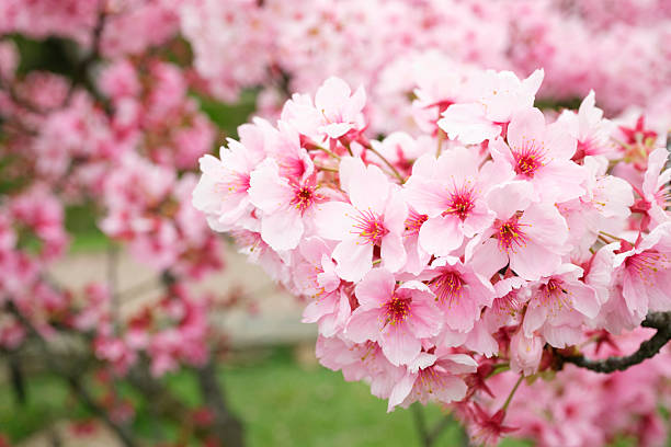 Pink Sakura Cherry Blossoms Blooming on the Branches