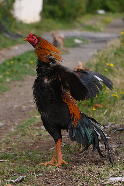 istock Colorful rooster proudly displays its feathers while roaming through a sunny backyard pathway amid wildflowers 2207358858