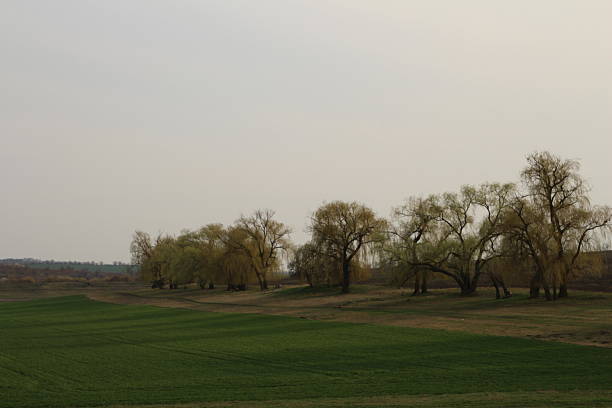 A grassy field with trees and a sign in the background. Grass. Outdoor. Sky. Tree. Field