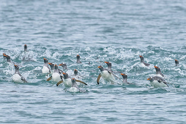 istock Gentoo Penguins at sea 2207361703