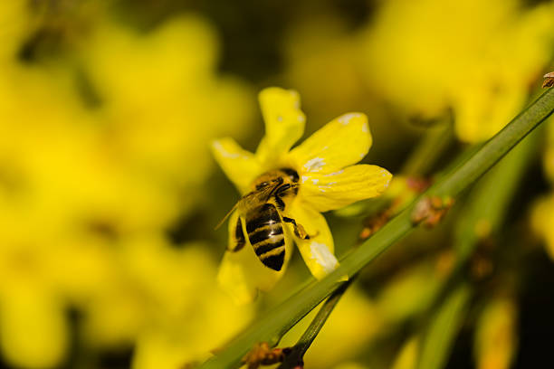 Bees in collecting honey on tiny yellow flowers of winter jasmine -Jasminum nudiflorum. A close-up view of a honey bee collecting nectar from tiny yellow flowers.