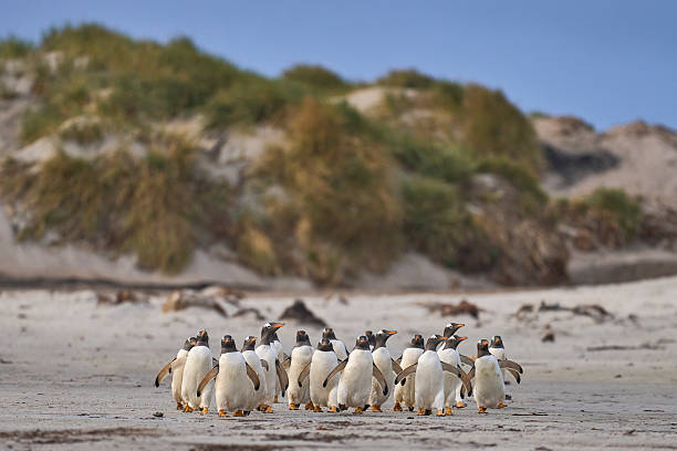 istock Gentoo Penguins going to sea 2207361926