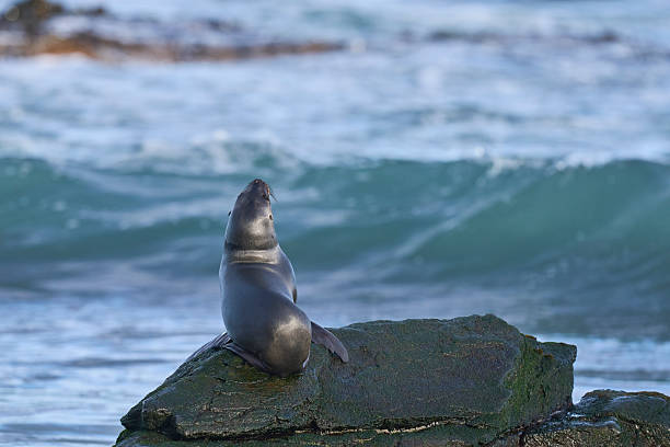 Young Southern Sea Lion