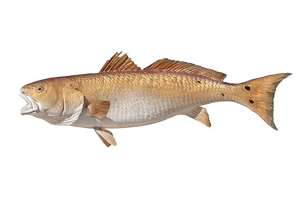 istock Red drum saltwater fish isolated on a white background 2207362736