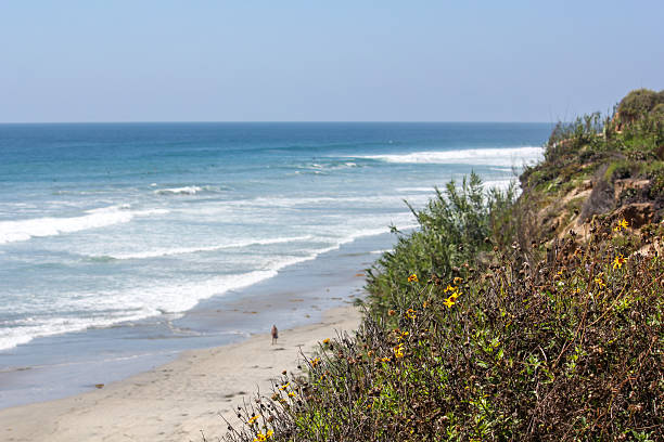 Beautiful coastline in California near San Diego. Big waves, peaceful landscape, one single surfer, flowers, clear blue sky, beach, pacific ocean.