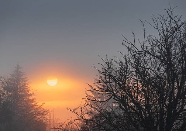 Sun shine through fog, inversion with trees silhouette. Calm Czech morning scene