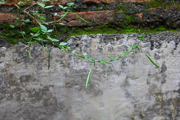 Cleome rutidosperma grows on concrete walls.