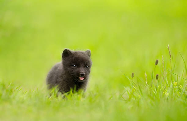 Cute Arctic fox cub showing his tongue in a meadow, Iceland
